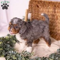 Caroline/Mini Bernedoodle									Puppy/Female	/7 Weeks,Introducing Caroline — a micro Bernedoodle merle girl so uniquely beautiful, she looks like she was dreamed up rather than born. Her soft, swirling merle coat is entirely her own, a one-of-a-kind pattern of blended tones that shifts and shimmers with every move she makes. She is tiny in stature, enormous in charm, and already the kind of puppy that makes people stop mid-sentence just to look at her.