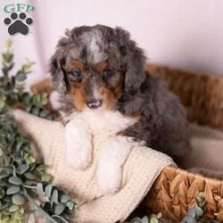 Caroline/Mini Bernedoodle									Puppy/Female	/7 Weeks,Introducing Caroline — a micro Bernedoodle merle girl so uniquely beautiful, she looks like she was dreamed up rather than born. Her soft, swirling merle coat is entirely her own, a one-of-a-kind pattern of blended tones that shifts and shimmers with every move she makes. She is tiny in stature, enormous in charm, and already the kind of puppy that makes people stop mid-sentence just to look at her.
