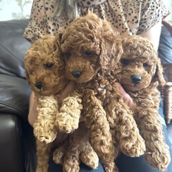 Adopt a dog:KC Reg PureBred Toy Poodle Pups/Toy Poodle/Female/Sex: Female,We are delighted to announce our lovely Bella has given birth to 3 stunning little Toy poodle Pups born on 15th May! They are ready to leave on 10th July