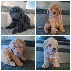 Adopt a dog:Absolutely stunning f1 poodle pups /Poodle/Female/Sex: Mixed Litter,Mam is a small miniature poodle and dad is a toy poodle. They are both our family pets and both can be seen anytime with the pups when viewing etc Bella (mam) had a litter of 4 which are 2 boys and 2 girls they are very loving and playfully will be microchiped and first injection done upon collection on the 24th july and wormed and flead to date thanks for looking and any enquiries welcome £100 non refundable deposit required to secure your furbaby photo of mam and dad in last photo it won't let me upload videos but can be sent on request. delivery can be available for a small fee within distance thankyou
