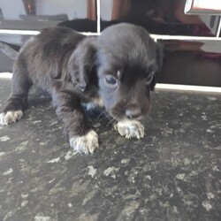 Cocker spaniels /Cocker Spaniel/Female/Sex: Female,I have 4 girls chocolate white tricolour black white tricolour will be microchipped flead wormed good homes only 