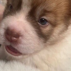 Adopt a dog:Beautiful flower bearcoat shar pei kc reg /Shar Pei/Female/Sex: Mixed Litter,Millie and Barney have had a stunning litter of 7 flower bear coat shar pei .