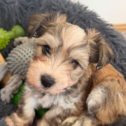 Bichon Frise cross Yorkshire Terrier puppies /Bichon Frise/Female/Sex: Mixed Litter,We have 5 beautiful Bichon Frise cross Yorkshire Terrier puppies looking for their forever homes.