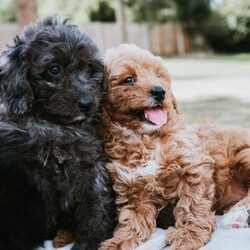 Adopt a dog:F1 Miniature Cavapoo Puppies For Sale/Cavapoo/Female/Sex: Mixed Litter,2 red girls, 1 black boy, 1 grey boy and 1 red boy F1 Cavapoo puppies for sale.