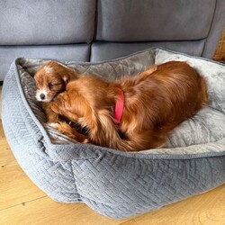 Cavapoo pups for sale/Cavapoo/Female/Sex: Mixed Litter,4 gorgeous Cavapoo pups ready for a new adventure. Pups have been vaccinated and microchipped and vet checked and are perfectly healthy. Mum can be seen in picture she is a ruby cavalier and dad is a red toy poodle. 