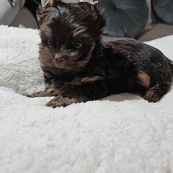 2 Chocolate Yorkshire Terrier Puppies boys/Yorkshire Terrier/Female/Sex: Male,Beautiful Chocolate Yorkshire Terrier Puppies – Ready for change home 18 may