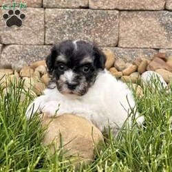 Dillon/Havanese									Puppy/Male	/9 Weeks,    Hi, I’m Dillon! I’m a handsome AKC Registered Havanese boy with a beautiful black and white coat, sparkling eyes, and a sweet personality that loves attention! I’ve been raised with lots of love and care, and now I’m searching for a forever family to call my own. I’m up to date on all my shots and dewormings, have been microchipped, and come with a health guarantee so you can feel confident bringing me home. I love cuddles, playtime, and being right by your side wherever you go! No matter where you live, delivery is available right to your door in most areas, making it easy for me to become part of your family. Contact today: I can’t wait to meet you and fill your home with love, puppy kisses, and lots of happy memories! 