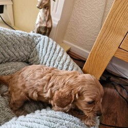 Cavapoo Puppies /Cavapoo/Female/Sex: Mixed Litter,Cavapoo Puppies boys and girls available.  Mum is our Blenheim Cavalier King Charles and Dad is our miniature Poodle both parent's healthy and good natured.  Puppies will be Vet checked vaccinated and microchiped before going to their new homes.  Lovely wee Puppies used to children and other dogs.  A deposit of £100 will secure your chosen puppy.  Genuine Enquiries Only.  