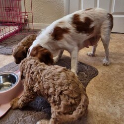 Cavapoo Puppies /Cavapoo/Female/Sex: Mixed Litter,Cavapoo Puppies boys and girls available.  Mum is our Blenheim Cavalier King Charles and Dad is our miniature Poodle both parent's healthy and good natured.  Puppies will be Vet checked vaccinated and microchiped before going to their new homes.  Lovely wee Puppies used to children and other dogs.  A deposit of £100 will secure your chosen puppy.  Genuine Enquiries Only.  