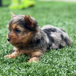 Adopt a dog:Zuri/Yorkshire Terrier/Female/May 19, 2026,Hi, I'm Zuri! I'm a 7-week-old male Yorkshire Terrier with a beautiful blue merle & gold coat, born on May 19. I'll be ready to go home to my forever family after July 14, once I'm grown enough to leave my litter. When I reach my adult size, I should weigh between 6–8 lbs. I'm ACA registered. I'm ready to turn your ordinary days into extraordinary ones.