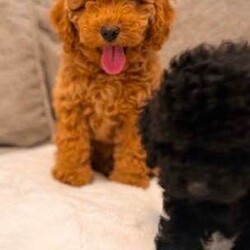 Adopt a dog:Toy poodle puppies /Toy Poodle/Female/Sex: Mixed Litter,Our beautiful Toy Poodle has welcomed a stunning litter of healthy puppies, and they are now ready to find their forever families.