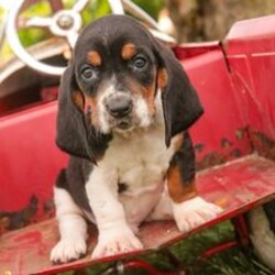 Adopt a dog:Monty/Basset Hound/Female/May 4, 2026,Hi, I'm Monty! I'm a 9-week-old male Basset Hound with a beautiful black, brown & white coat, born on May 4. I am ready now to plan my trip to my forever family. Once I reach my adult size, I'm expected to weigh between 35–70 lbs. I'm AKC registered. I may have a tiny bark now, but I promise a lifetime of love.
