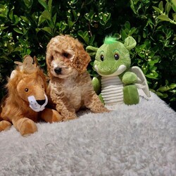 Adopt a dog:Exceptional F1 Cavapoo Puppies /Cavapoo/Female/Sex: Male,Our stunning litter of all male Cavapoo puppies are ready to leave for their new families (04-07-26). Mum is our family loved pet   Dora and Dad is King Charles Cavalier CHASE who is extensively health tested Clear    each puppy has its own unique personality and will leave with individual health certificates and first vaccine.  All puppies are well socialised and have been getting along with our neighbours two cats. We will add all new owners to a WhatsApp group so that we can keep in touch and watch them all grow together.