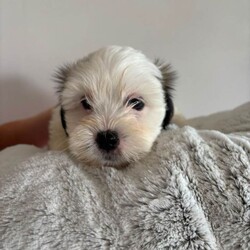 Adopt a dog:Malshi boy pups/Malshi/Female/Sex: Male,exceptional malshi boy puppies ready for their new loving family home.