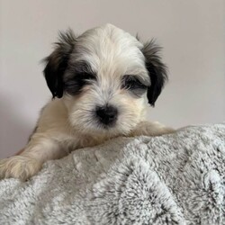 Adopt a dog:Malshi boy pups/Malshi/Female/Sex: Male,exceptional malshi boy puppies ready for their new loving family home.