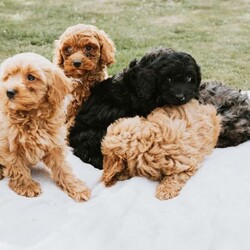 Adopt a dog:F1 Miniature Cavapoo Puppies For Sale/Cavapoo/Female/Sex: Mixed Litter,2 red girls, 1 black boy, 1 grey boy and 1 red boy F1 Cavapoo puppies for sale.