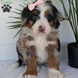 Annie/Mini Bernedoodle									Puppy/Female	/8 Weeks,Hello everyone! Meet our precious little girl, Annie. She is a beautiful F1 blue-merle mini bernedoodle with a very beautiful coat of soft wavy hair! Her coat is a very unique color of blue! Annie has a very sweet temperament andis very well socialized! She is very playful and is sure to make the perfect companion to anyone giving her a loving home! Annie would make the perfect companion to go on walks with or if you are looking for someone to snuggle up on the couch with she is always up for that as well! Annie will be available to go home on July 7th..
