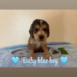 Kc reg vet checked show Cockers/Cocker Spaniel/Female/Sex: Mixed Litter,TAKING VEIWINGS NOW Our Sable show type cocker spaniel Lili (KC Reg / Health Tested) has had 9 beautiful show cocker spaniel puppies that are looking for their forever homes. Mum has an amazing temperament and pedigree (family pet). Ralph (Daddy) KC Reg GPRA / CPRA & FN Clear Sable (Chocolate Sable) Show Type Cocker Spaniel who is also a very laid back, gentle and fantastic pedigree.