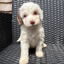 Merle cockapoo puppies/Cockapoo/Female/Sex: Mixed Litter,Cockapoo puppy’s 4 girls available all been bought up in a family home flead and wormed microchipped ready to go to forever homes 