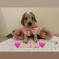 Kc reg vet checked show Cockers/Cocker Spaniel/Female/Sex: Mixed Litter,TAKING VEIWINGS NOW Our Sable show type cocker spaniel Lili (KC Reg / Health Tested) has had 9 beautiful show cocker spaniel puppies that are looking for their forever homes. Mum has an amazing temperament and pedigree (family pet). Ralph (Daddy) KC Reg GPRA / CPRA & FN Clear Sable (Chocolate Sable) Show Type Cocker Spaniel who is also a very laid back, gentle and fantastic pedigree.