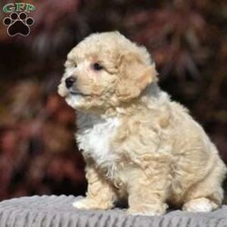 Lincoln/Bich-Poo									Puppy/Male	/9 Weeks,Pond View Puppies is excited to introduce Kenny and Twinkles’s new Bichpoo puppies!! They were born on May 2, 2026. We expect these puppies to weigh 9 to 13 pounds full grown. These pups will be a perfect fit for a family pet or for a 1-person companion! They love attention and cuddles. And they love playing with their toys and children. These Bich-poo are a good fit for anyone, including  families  with children. Our Bich-poo puppies have  been microchipped. They have had their first vaccinations and dewormers and have benn given health certificates by our  veterinarian. You will be given a 2-year genetic health guarantee, a small bag of NutriSource puppy food, and a blanket with the mother & littermate’s scent on it when you pick up your puppy. Pond View Puppies is eager to meet you! We will do our best to make this adoption process easy for you and your new furbaby :).  You may call or text Ruthie any time. Sunday calls & texts will be returned on Monday morning.