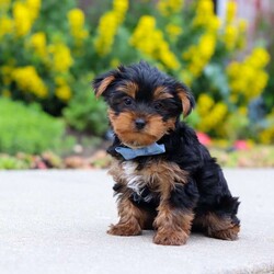Bear/Yorkie									Puppy/Male	/11 Weeks