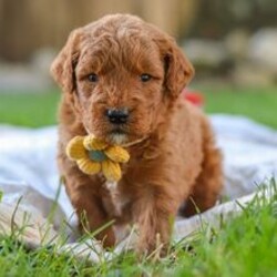 Adopt a dog:Camron/Goldendoodle/Female/May 21, 2026,Hi, I'm Camron! I'm a 6-week-old male Goldendoodle. My dad is a Poodle and my mom is a Goldendoodle. I have a beautiful red coat, and I was born on May 21. I'll be ready to go home to my forever family after July 16, once I'm grown enough to leave my litter. I'm all set to fill your home with laughter and paw-some moments.