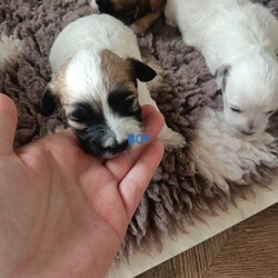 ALL SOLD /Maltipoo/Female/Sex: Mixed Litter,Hello and welcome here we have 1 boy left full white  weeks old ready in 3 weeks time 26th of July there mom is a minuture poodle my own pet and there dad is a KC registered Maltese my own pet also both can be seen on viewing pups will have 1st Injection flea and worm in a few weeks they will have a very fluffy coat also I will update pictures as and when there coat comes any questions please don't hesitate to get InTouch 