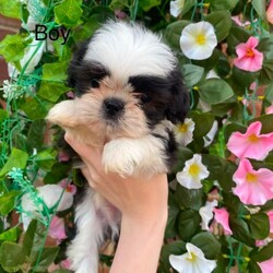  Gorgeous Imperial Shihtzu/Shih Tzu/Female/Sex: Mixed Litter,Only 3 boys left Beautiful 2 girls nd 3 boys looking for there foreva homes they are ready to leave on the 29th of June puppies will be wormed and microchipped the puppies r outstanding playful and are use to kids and r using puppy pads nd eating puppy food only the best homes please 