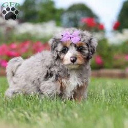 Jewel/Mini Bernedoodle									Puppy/Female	/7 Weeks,Hi, my name is Jewel, and I’m an absolutely adorable Mini Bernedoodle puppy ready to bring lots of sunshine, love, and happiness into my forever home! I’m a sweet and playful little companion who loves exploring, making new memories, and being part of all the fun adventures life brings. I have a gentle nature, a happy spirit, and a lovable personality that makes every day brighter. With my soft, fluffy coat, precious puppy eyes, and charming Mini Bernedoodle looks, I’m the perfect little bundle of joy to celebrate summer days with. I can’t wait to fill my forever family’s life with love, laughter, puppy snuggles, and lots of unforgettable moments!