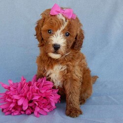 Jane/Mini Goldendoodle									Puppy/Female	/8 Weeks,Prepare to fall in love!! Look no further! My name is Jane and I’m the sweetest F1b mini goldendoodle! One look into my warm, loving eyes and at my super soft fluffy coat and I’ll be sure to have captured your heart already! I’m very happy, playful and very kid friendly and I would love to fill your home with all my puppy love!! I have a very sweet personality, and I love giving kisses. I stand out above the rest with my sweet, loving personality and my beautiful red coat with white markings! I will come to you vet checked and up to date on all vaccinations and dewormings . I come with a 1-year guarantee with the option of extending it to a 3-year guarantee and shipping is available! My mother is Jody, our sweet and loving 32# F1 mini Goldendoodle and my father is Atlas, a 16# AKC genetic clear red Poodle with a great personality! Both of my parents are very sweet and kid friendly which will make me the same!! I will grow to approx. 18-25# and I will be hypoallergenic and non shedding!!!… Why wait when you know I’m the one for you? Call or text Martha to make me the newest addition to your family and get ready to spend a lifetime of tail wagging fun with me! (7% sales tax on in home pickups) 