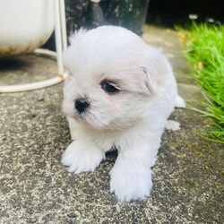 Adopt a dog:Malshi puppies for sale/Malshi/Female/Sex: Mixed Litter,Beautiful Malshi puppies for sale. Boy and 1 girl sold. Two gorgeous girls still available