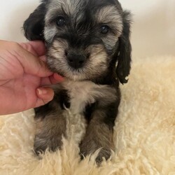 Adopt a dog:Cockapoo puppies for sale one boy left !/Cockapoo/Female/Sex: Mixed Litter,Have a stunning litter of miniature cocker poo puppies for sale boys and girls available dad is a miniature poodle he is pra tested clear extensive testing what are all clear mum is a cocker spaniel who is very love in and great with kids our family pet pups have been use to kids at a young age flead and wormed up to date are also microchipped  one boy left on main cover only .