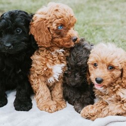 Adopt a dog:F1 Miniature Cavapoo Puppies For Sale/Cavapoo/Female/Sex: Mixed Litter,2 red girls, 1 black boy, 1 grey boy and 1 red boy F1 Cavapoo puppies for sale.