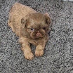 Lavender imperial shihtzus /Shih Tzu/Female/Sex: Mixed Litter,We have 1 girl available with lilac collar and 1 boy with red collar on. I own mum and dad .pups was born on 4th June. All ready to leave for new sofas on 30th July. Come with kc registered microchiped  1st needles full health  checked  by vet puppy pack. Can be see in our home with mum and dad.