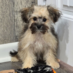 Pinto/Maltipoo/Female/February 6, 2026