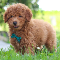 Freddy/Cavapoo/Female/April 18, 2026
