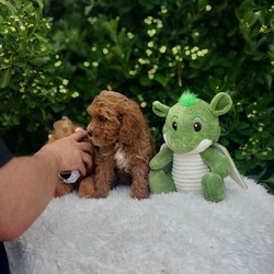 Adopt a dog:Exceptional F1 Cavapoo Puppies /Cavapoo/Female/Sex: Male,Our stunning litter of all male Cavapoo puppies are ready to leave for their new families (04-07-26). Mum is our family loved pet   Dora and Dad is King Charles Cavalier CHASE who is extensively health tested Clear    each puppy has its own unique personality and will leave with individual health certificates and first vaccine.  All puppies are well socialised and have been getting along with our neighbours two cats. We will add all new owners to a WhatsApp group so that we can keep in touch and watch them all grow together.