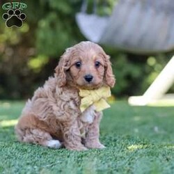 Easton/Cavapoo									Puppy/Male	/8 Weeks,Hi, my name is Easton, and I’m an absolutely adorable Cavapoo puppy with a sweet personality and a heart full of love! I’m a playful and affectionate little pup who loves exploring new things, soaking up attention, and making everyone around me smile. I have a gentle nature, a happy little spirit, and a lovable personality that makes me the perfect companion for all of life’s fun adventures. With my soft, fluffy coat, precious puppy eyes, and charming Cavapoo looks, I’m always ready for playtime, cuddles, and making special memories with my forever family. 
