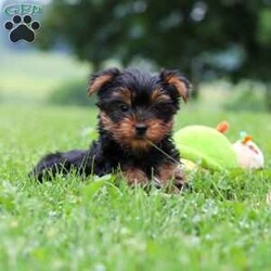 Bear/Yorkie									Puppy/Male	/11 Weeks,Hi, my name is Bear, and I’m an adorable little Yorkshire Terrier puppy with a big personality packed into my tiny size! I love spending my days playing with toys, exploring everything around me, and then curling up beside my favorite people for lots of cuddles. I’m a happy, affectionate little guy who enjoys making new friends and would love nothing more than to become your loyal companion. Whether we’re going on adventures together or relaxing at home, I’ll be right by your side with my sweet nature and loving heart.