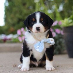 Frankie/Miniature Australian Shepherd									Puppy/Male	/7 Weeks