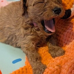Stunning extensively health tested F1 cavapoos/Cavapoo/Female/Sex: Mixed Litter,We are proud to announce the arrival of our stunning extensively health tested F1 Cavapoo puppies.