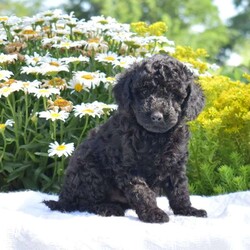 Theo/Miniature Poodle									Puppy/Male	/May 18th, 2026