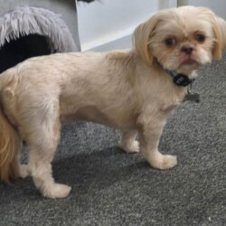 Lavender imperial shihtzus /Shih Tzu/Female/Sex: Mixed Litter,We have 1 girl available with lilac collar and 1 boy with red collar on. I own mum and dad .pups was born on 4th June. All ready to leave for new sofas on 30th July. Come with kc registered microchiped  1st needles full health  checked  by vet puppy pack. Can be see in our home with mum and dad.
