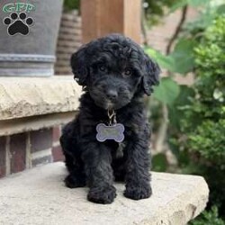 Leo/Golden Mountain Doodle									Puppy/Male	/11 Weeks,Say hello to Leo — the life of the litter! This playful Irish Golden Mountain Doodle puppy for sale has an infectious, joyful energy that lights up every room he enters. Leo loves to play, loves to explore, and loves to make everyone around him smile. If your family has kids who are looking for an enthusiastic, fun-loving companion, Leo is your guy.