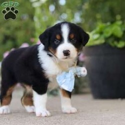 Frankie/Miniature Australian Shepherd									Puppy/Male	/7 Weeks,Hi, my name is Frankie, and I’m an absolutely adorable ASDR Mini Australian Shepherd puppy with a big personality and a heart full of love! I’m a sweet and playful little companion who loves soaking up attention, exploring the world around me, and enjoying all the fun adventures that sunny days bring. I have a bright spirit, a curious nature, and a lovable personality that makes every moment more special. With my fluffy coat, adorable puppy eyes, and charming Toy Aussie looks, I’m sure to steal your heart wherever I go. I can’t wait to spend my days making memories, enjoying outdoor adventures, and bringing endless love and happiness to my forever family!