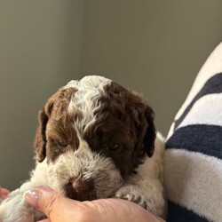 Adopt a dog:Lagotto Romagnolo, Italian water dog /Lagotto Romagnolo/Female/Sex: Mixed Litter,We have two puppies left from a litter of five, one boy one girl. Father is full pedigree and has all the health checks done. The dogs are hypoallergenic and don’t mould. Lovely family dogs they are use to our cat also, we are looking for caring loving family’s to rehome them. They will be 8 week on Thursday and ready to leave . They will come with vaccinations, microchip, deworming and flee treatment and health checks done by our vet. Mother is 3 years old and she is our family dog.
