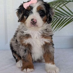 Annie/Mini Bernedoodle									Puppy/Female	/8 Weeks,Hello everyone! Meet our precious little girl, Annie. She is a beautiful F1 blue-merle mini bernedoodle with a very beautiful coat of soft wavy hair! Her coat is a very unique color of blue! Annie has a very sweet temperament andis very well socialized! She is very playful and is sure to make the perfect companion to anyone giving her a loving home! Annie would make the perfect companion to go on walks with or if you are looking for someone to snuggle up on the couch with she is always up for that as well! Annie will be available to go home on July 7th..