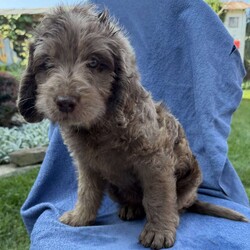 Remi/Labradoodle									Puppy/Female	/7 Weeks,Our adorable Labradoodle puppies are looking for their forever families! These sweet pups are raised with lots of love and are well-socialized, making them wonderful companions for families, couples, or individuals. Medium size (great for any home) Friendly, affectionate, and intelligent Low-shedding, soft coats, Great with other pets , Health checked and up to date on age-appropriate vaccinations and deworming! If you’re looking for a loyal best friend with a loving personality, one of these precious Labradoodles could be the perfect addition to your family!