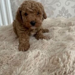 Adopt a dog:miniature poodle /Miniature Poodle/Female/Sex: Male,READY TO GO IN 2 DAYS! boy miniature poodle puppy. here i have a very handsome cuddly and loving boy miniature poodle. he was born 13th of may 2026 and is ready to go to his forever home on the 8th of july 2026. he will have his first injection, microchip and health check. his mummy is an amazing pet and a even more amazing mother to her puppy’s. He has one brother and two sister who have already found their forever home. he is very calm and loves cuddles. he is an apricot colour and has lovley curls. his mum is a miniature poodle and his dad is also a miniature poodle. if you have any inquiries or would like more photos/ videos please feel free to message. i will require a £100 non-refundable for your puppy and the rest of the payment on the day of collection.